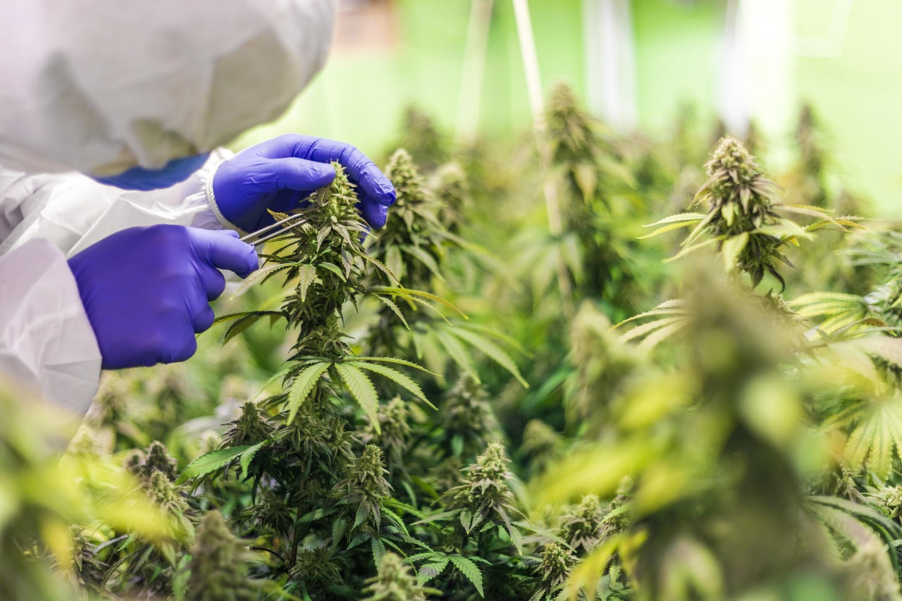 How to launch your CBD brand with wholesale products
