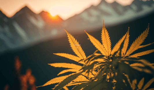 CBD Hash vs. CBD Resin: Understanding the Differences - Tonic Vault