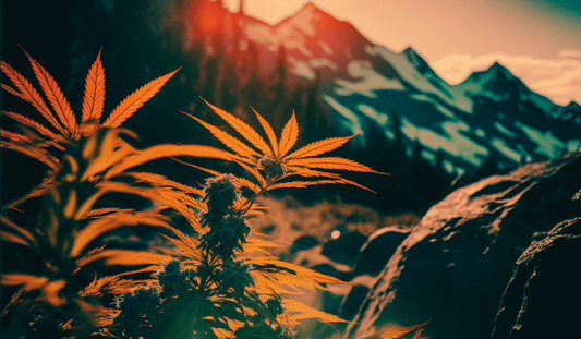 Discover the Benefits and Uses of CBD Bud - Tonic Vault