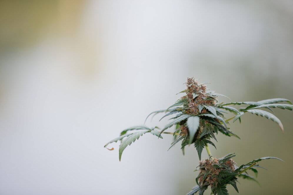 Exploring CBD Hash in the UK: Best practices for buyers and retailers - Tonic Vault