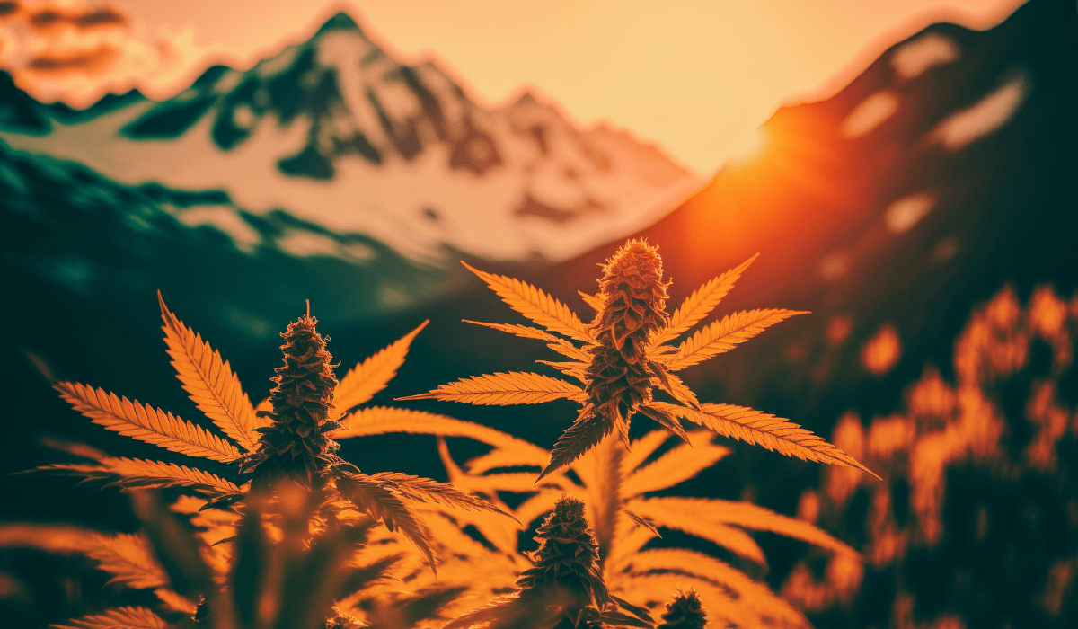 Exploring the World of Hemp Hash: Everything You Need to Know - Tonic Vault