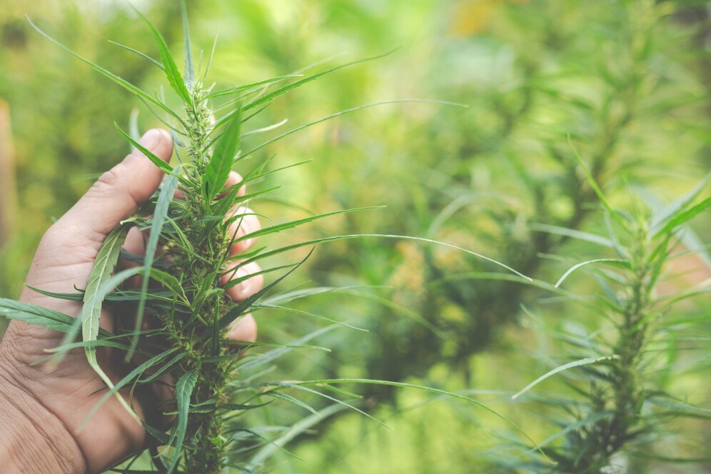 How to know if a CBD Product is organic - Tonic Vault