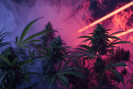 How to Market CBD Flowers to Your Customers - Tonic Vault