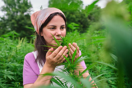 How to Pick a Great CBD Hemp Flower - Tonic Vault
