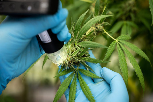 Potential Benefits of CBD for Hair Loss - Tonic Vault