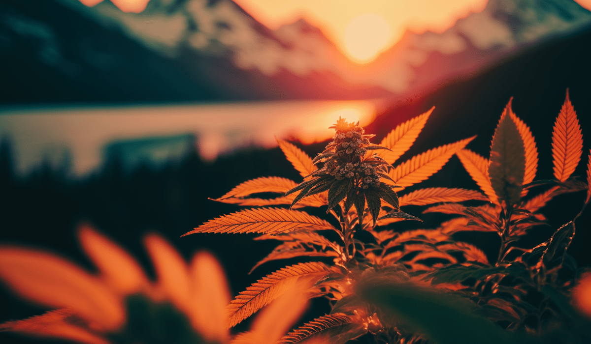 The Complete Guide to CBD Weed: What You Need to Know - Tonic Vault