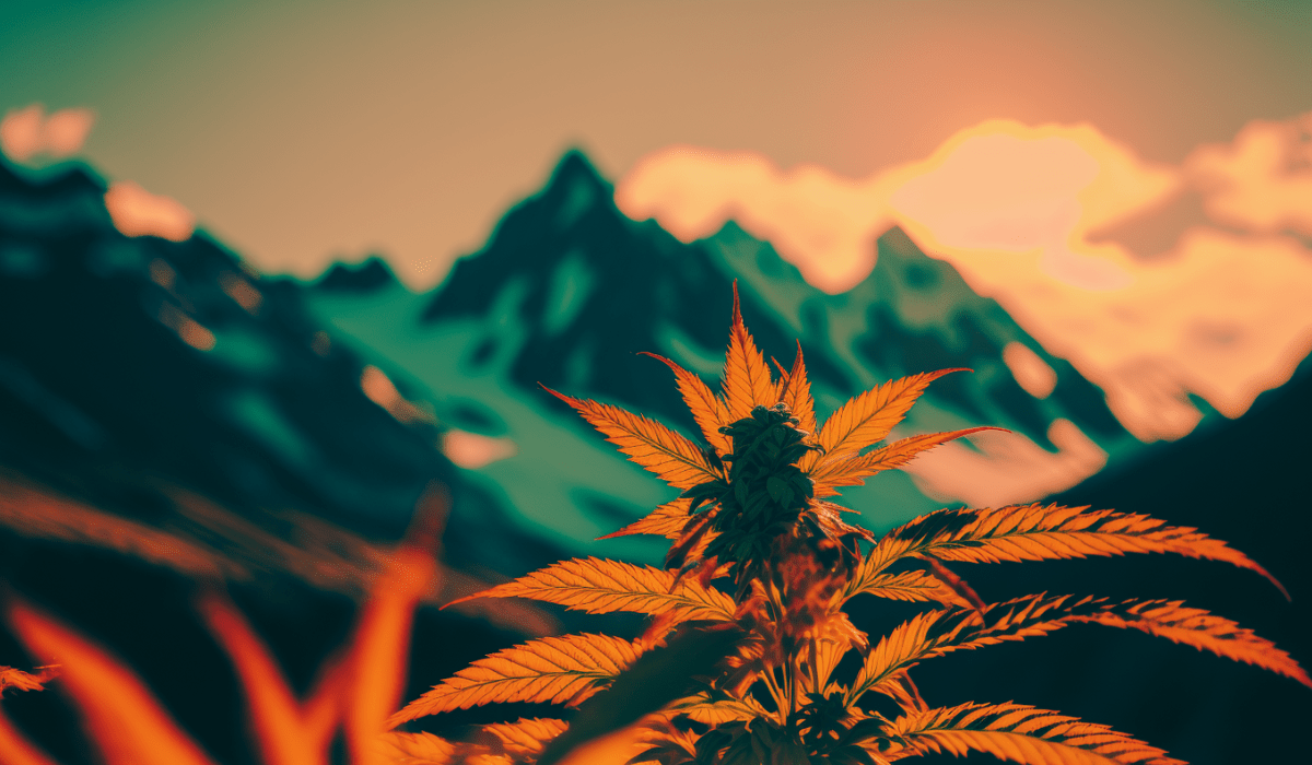 Understanding CBD Flower and CBD Hash: The Essentials - Tonic Vault