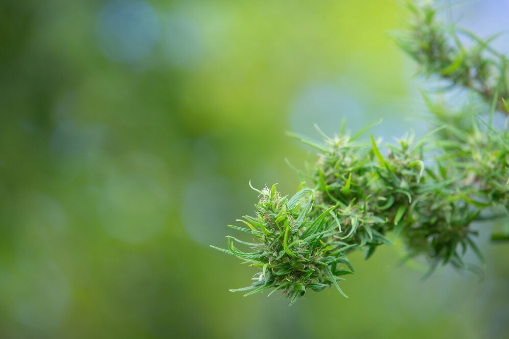 What does CBD Do? Effects, benefits, and uses - Tonic Vault