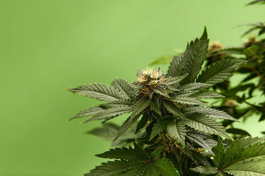 Where's the Best Place to Buy CBD Flower? - Tonic Vault