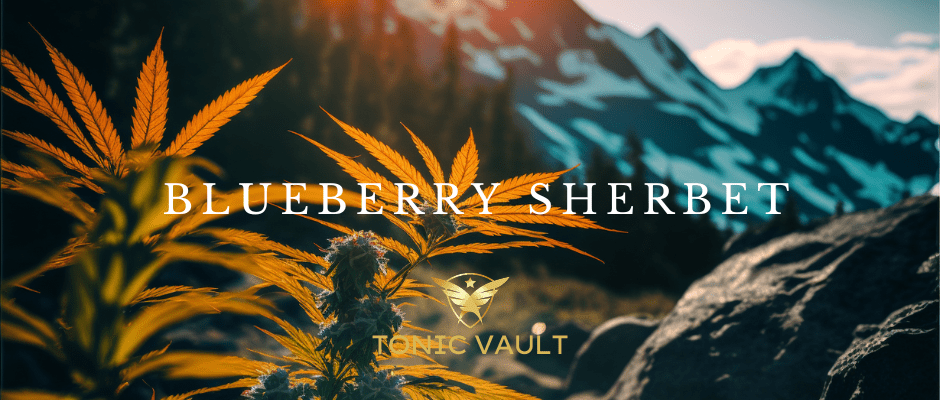 CBD Blueberry Sherbet Strain Selection - Tonic Vault
