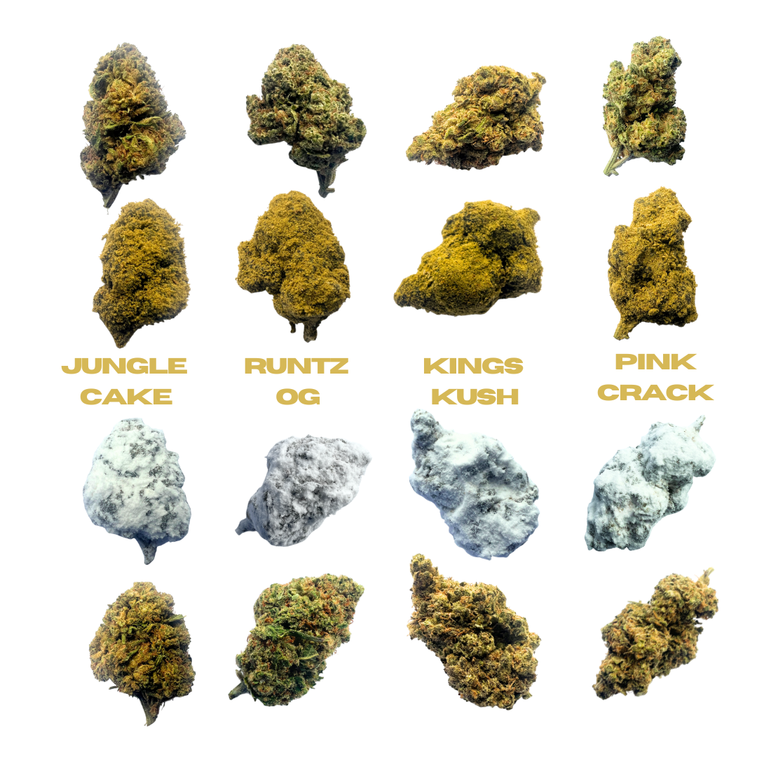 CBD Moon Rock and Ice Rock Bundle