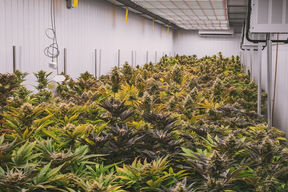 Buying CBD in bulk: Wholesale guide for businesses