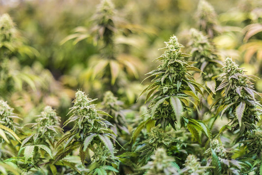 How to start a CBD business in the UK