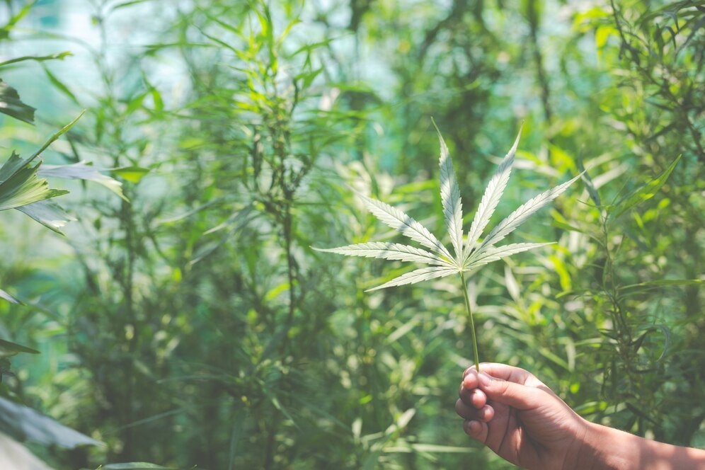 Cannabis industry predictions and insights in 2025 - Tonic Vault