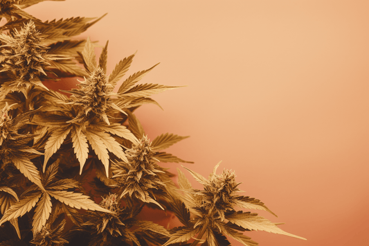 CBD Flower Showdown: Top Brands You Should Know About - Tonic Vault