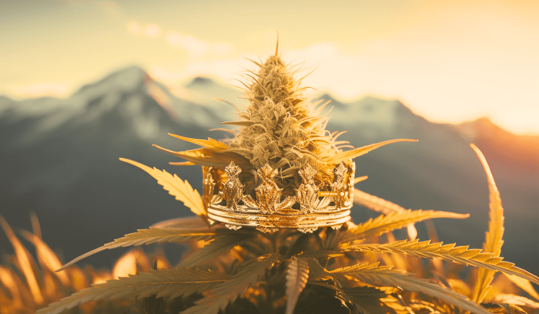 Crafting Premium CBD Flower: From Seed to Flower - Tonic Vault