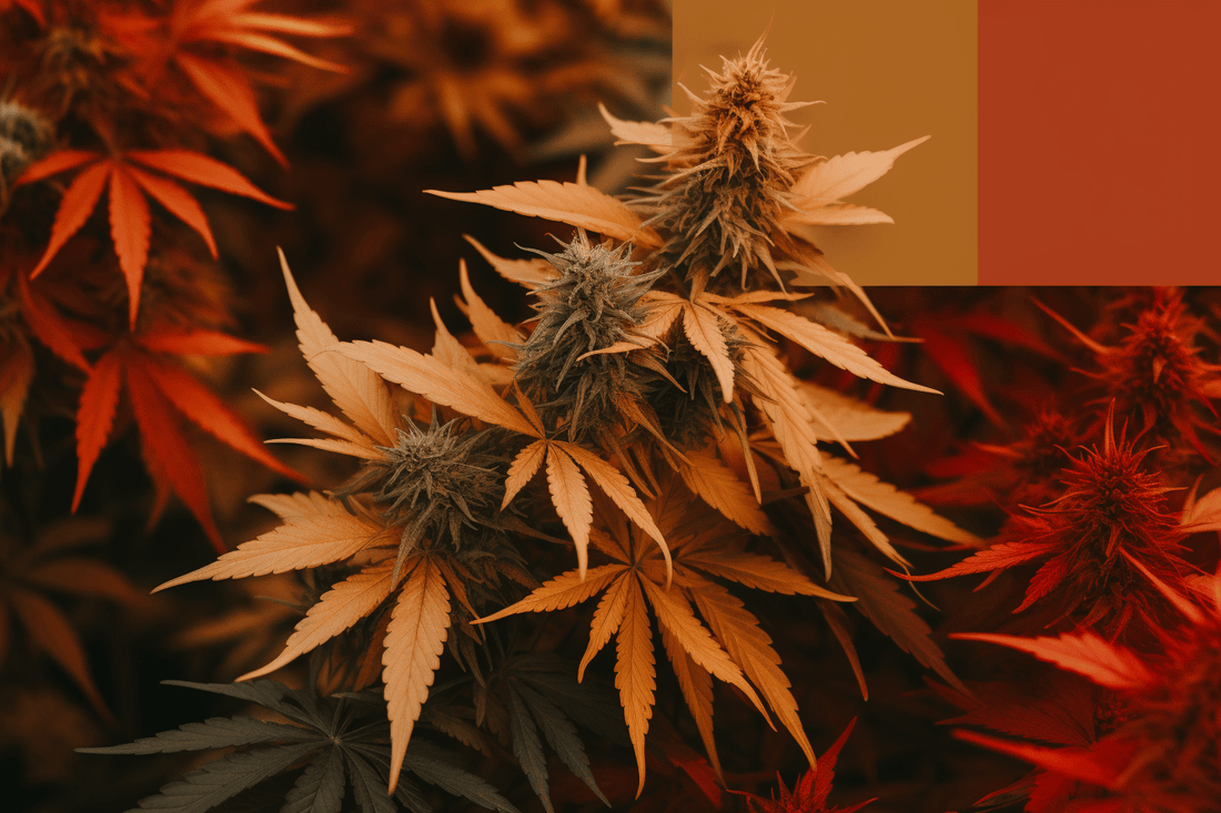Creating Your Personalized CBD Product Buying Strategy - Tonic Vault