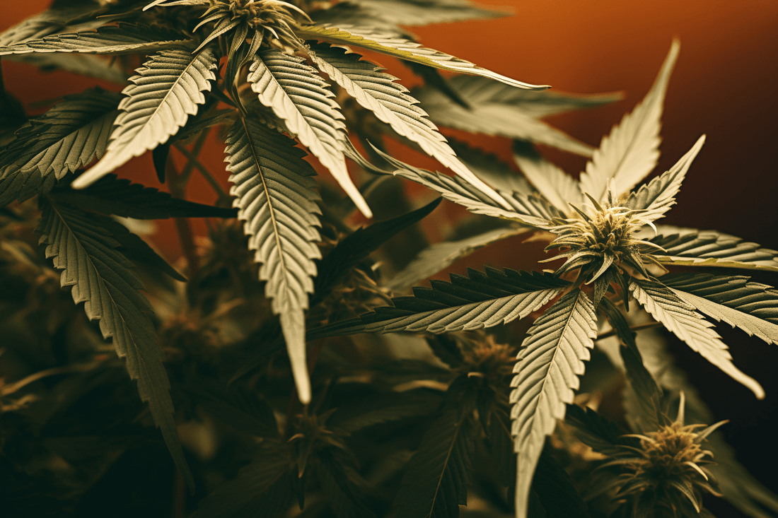 Tonic Vault: Unveiling the Finest CBD Flower Collection - Tonic Vault