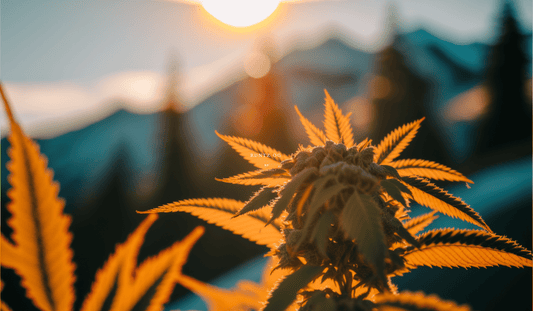 What Are CBD Moon Rocks? - Tonic Vault